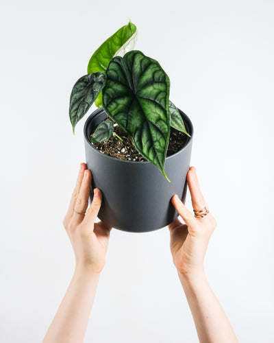 Alocasia Verzorging: Tips voor een Gezonde en Blije Plant