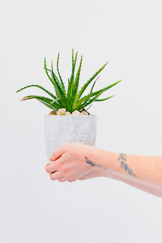 Aloë Vera Verzorging: Tips voor een Gezonde en Blije Plant