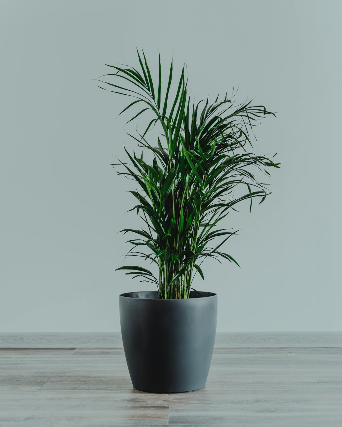 Areca Palm Verzorging: Tips voor een Gezonde en Blije Plant