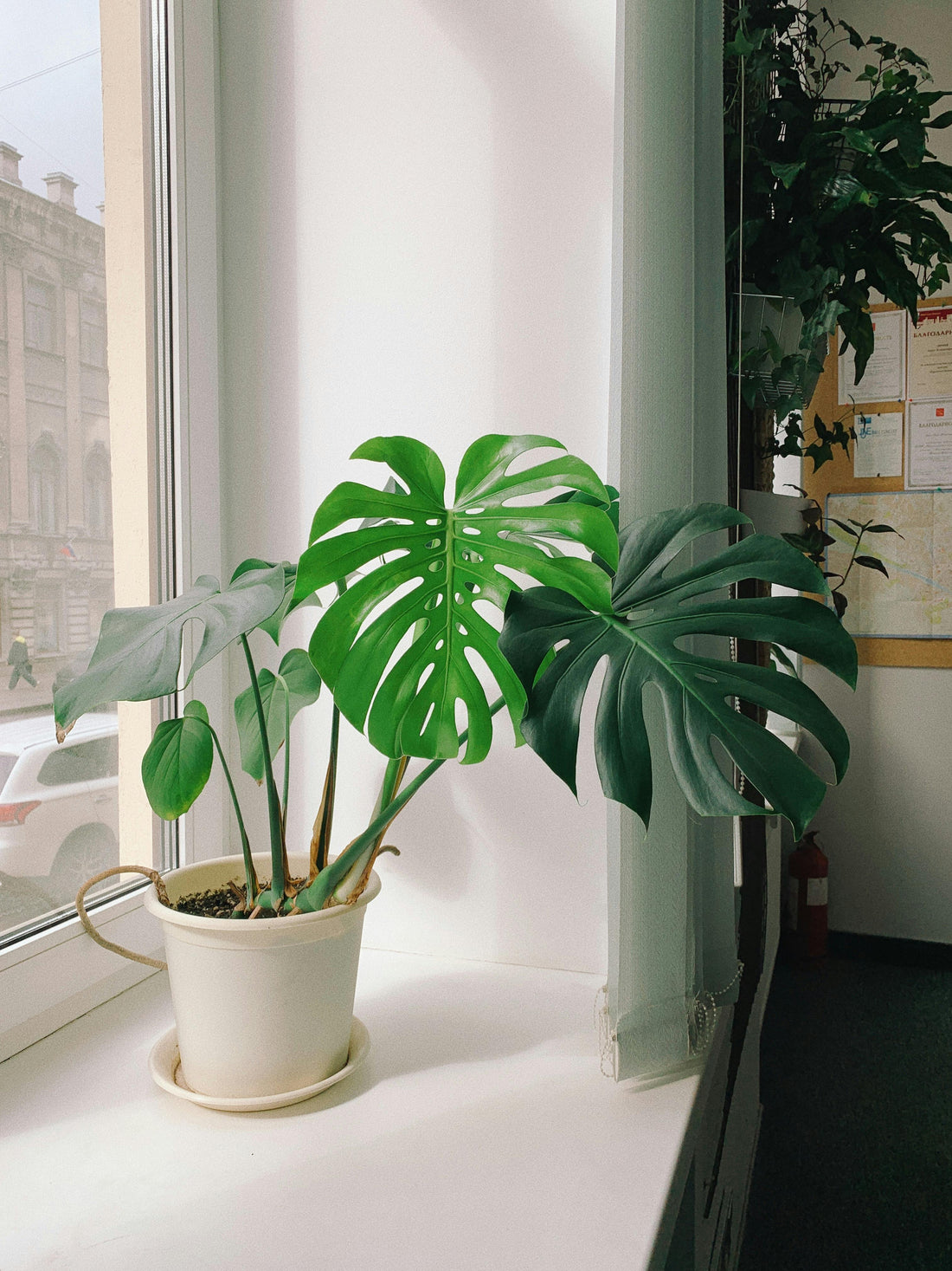 Monstera Verzorging: Tips voor een Gezonde en Blije Plant