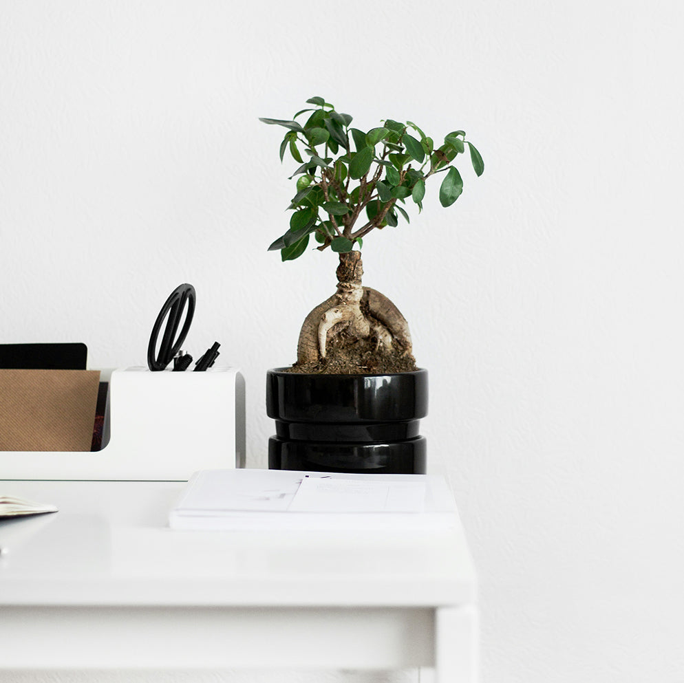 Bonsai