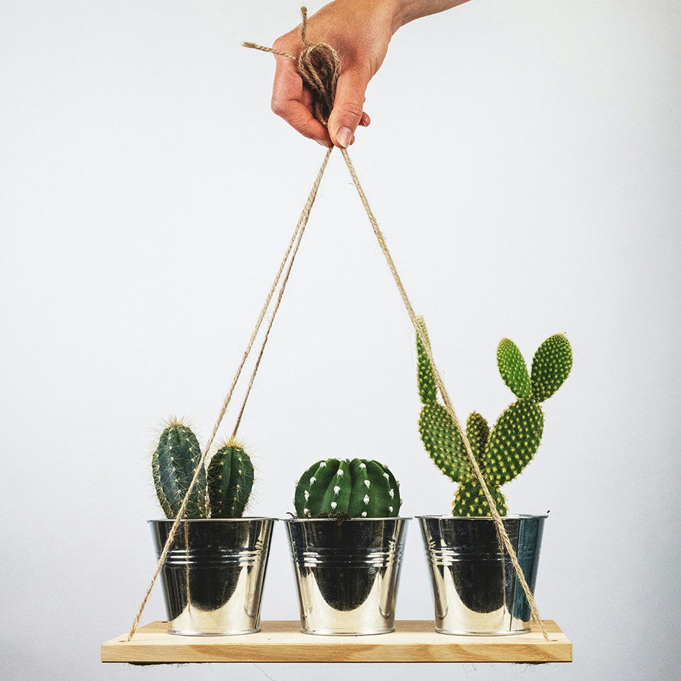Cactussen en Vetplanten