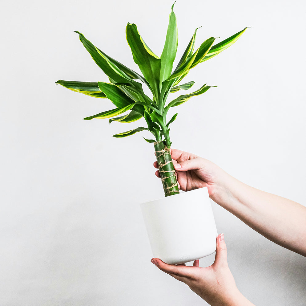 Dracaena