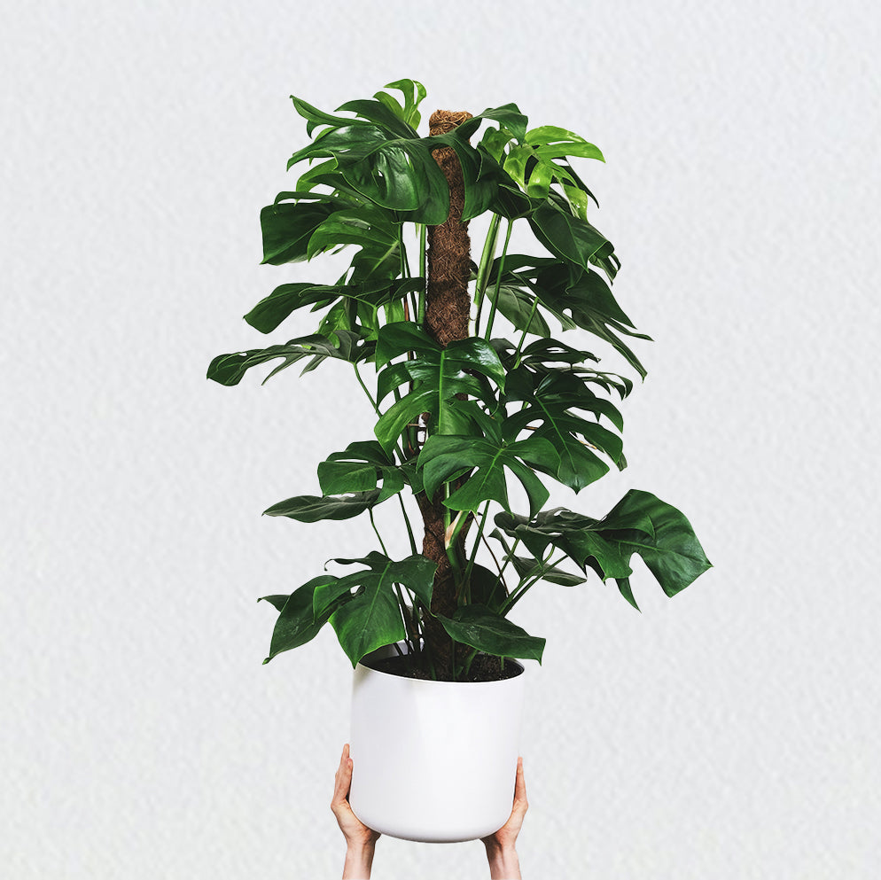 Monstera