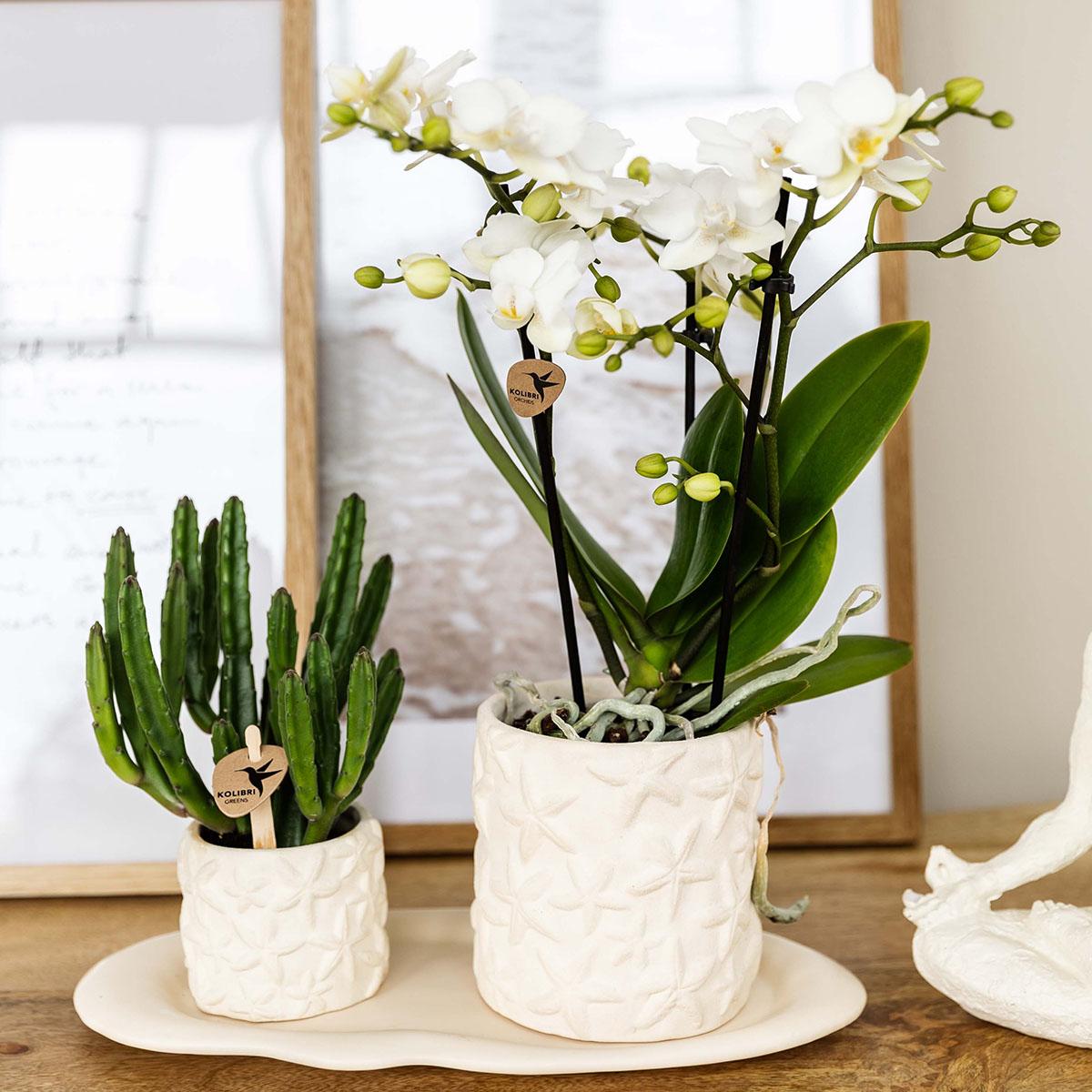 Orchidee