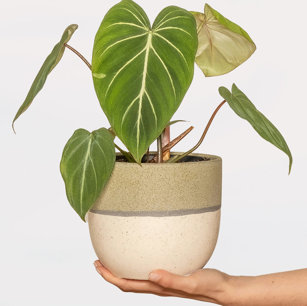 Philodendron