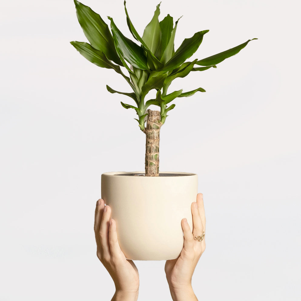 Yucca