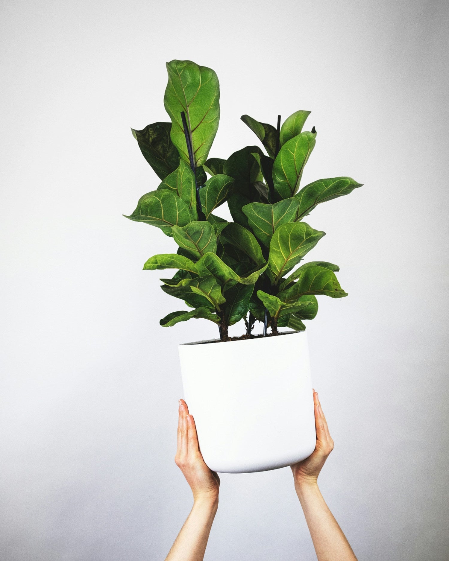 Ficus