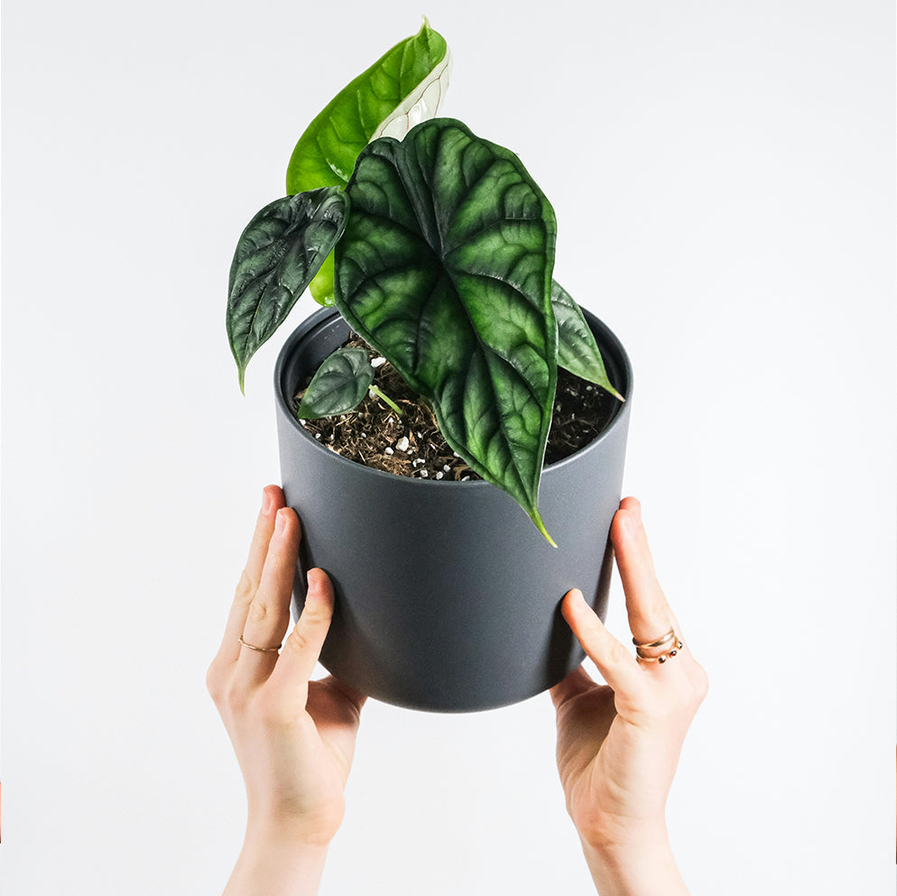Alocasia