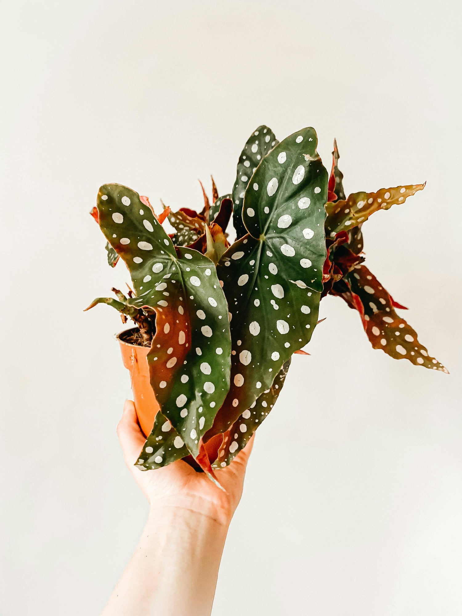 Begonia