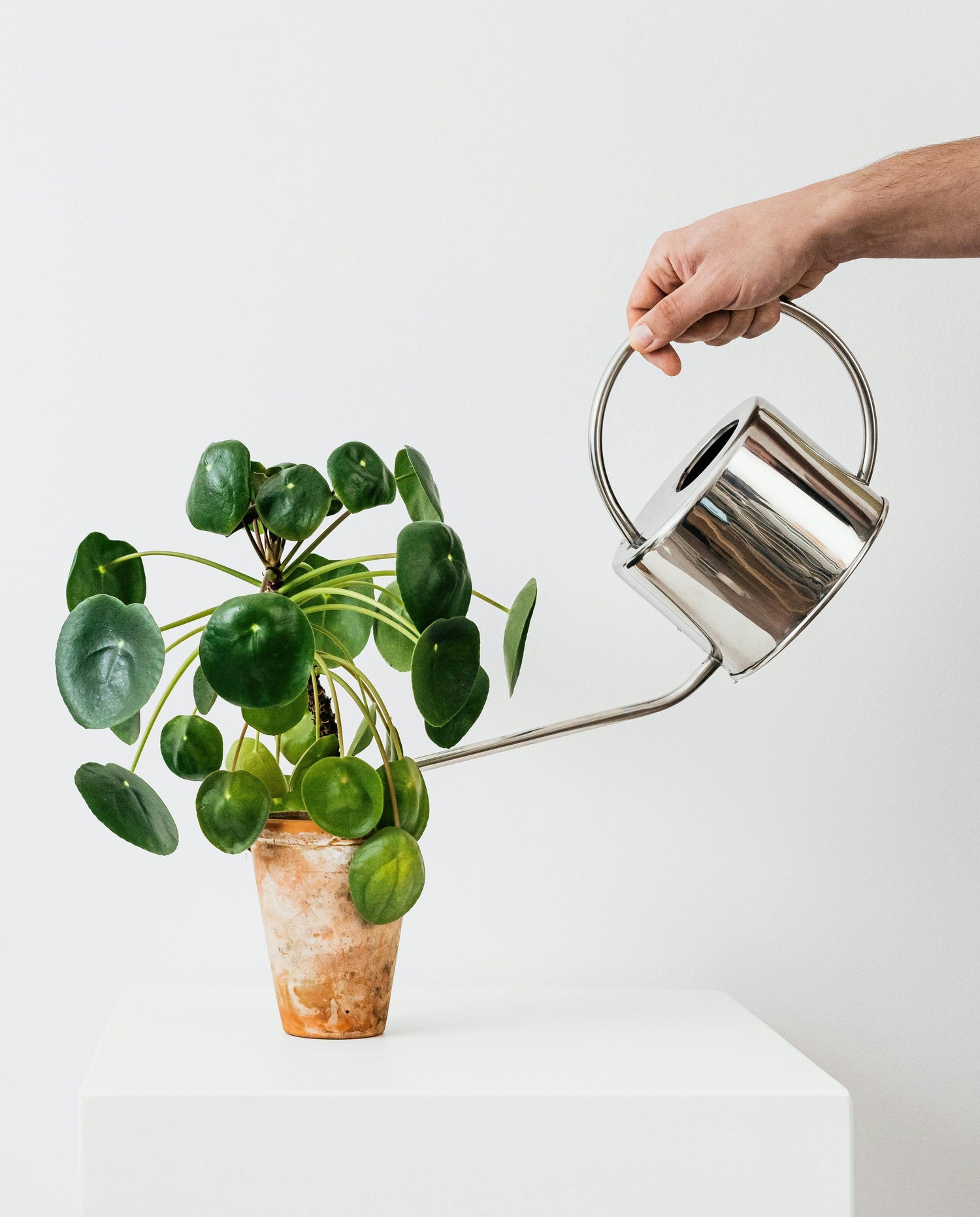 Pilea