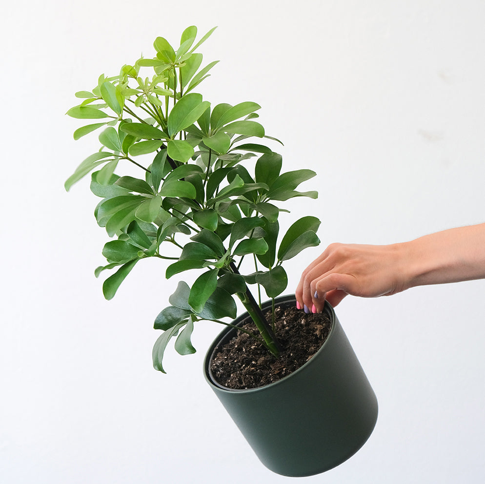 Schefflera