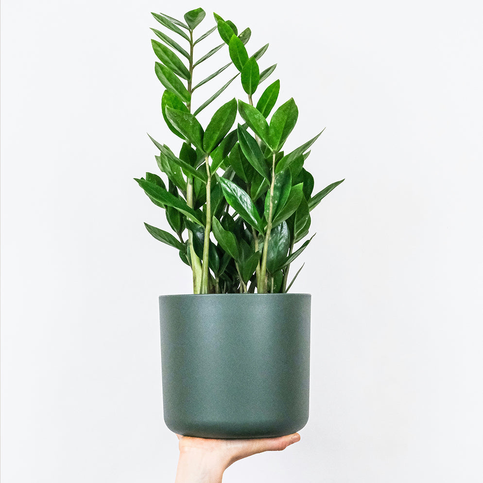 ZZ-plant