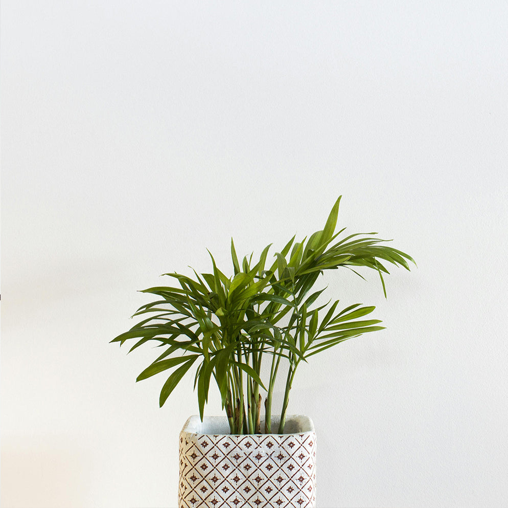 Bergpalm