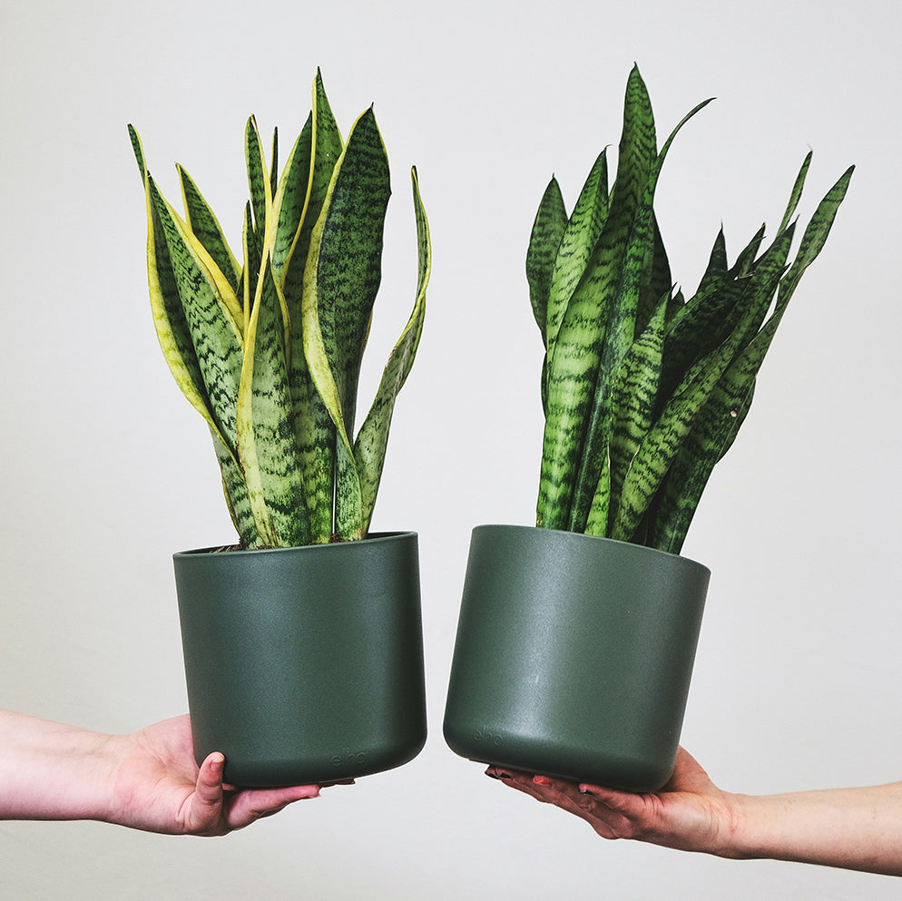 Sansevieria