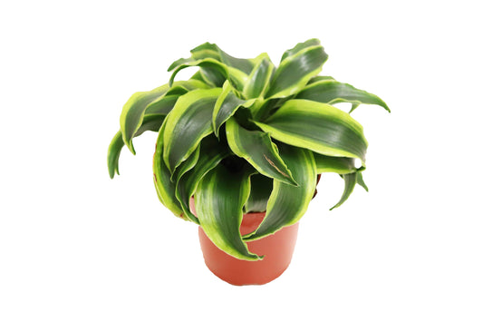 Dracaena Dragontree Twist