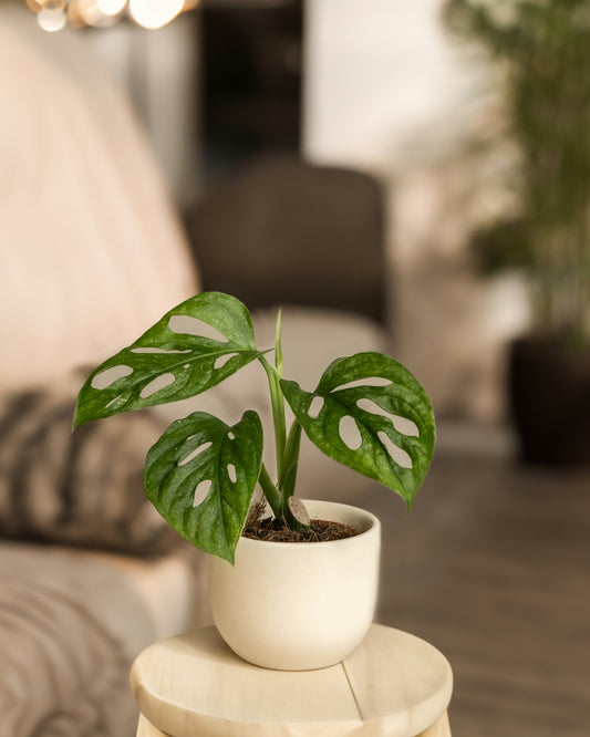Adansonii Mint