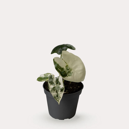 Frydek Variegata