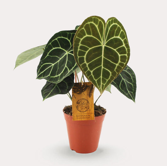 Anthurium Clarinervium