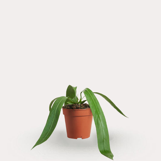 Anthurium Vittarifolium