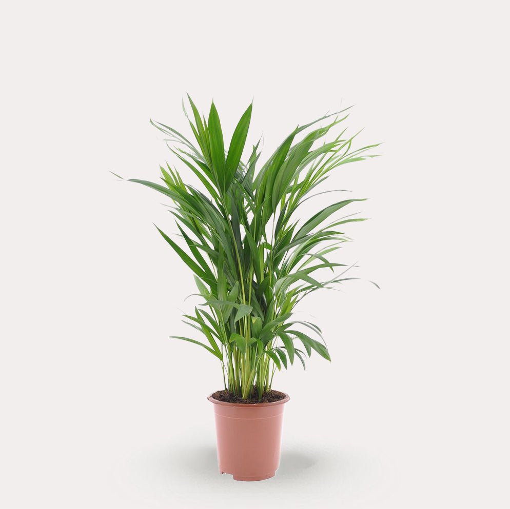 Areca Palm