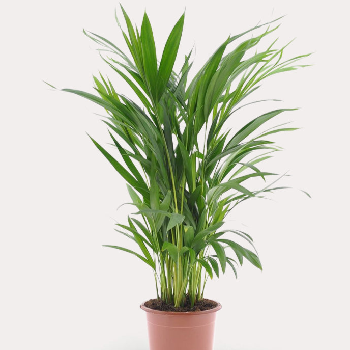 Areca Palm