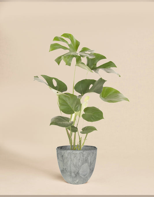 Deliciosa Bush
