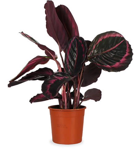 Calathea roseopicta Surprisestar