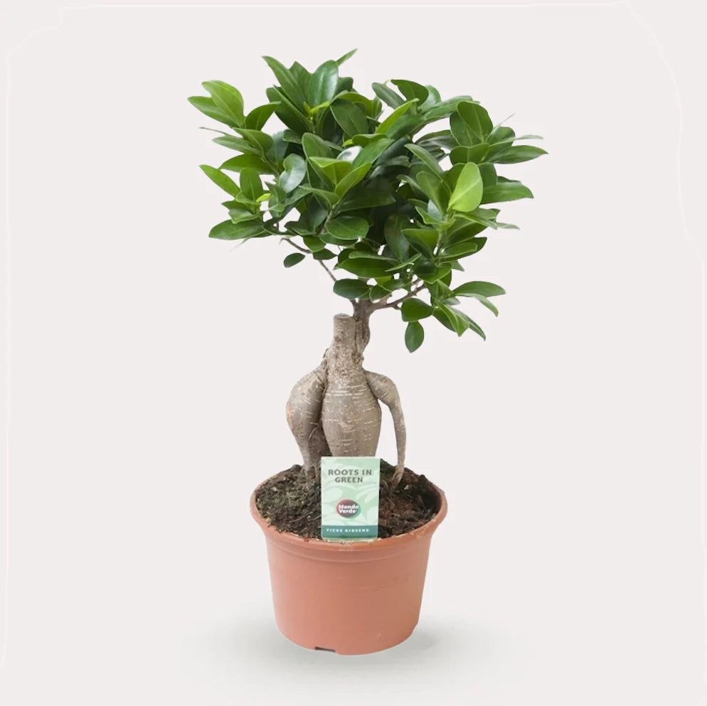 Ficus Microcarpa Ginseng