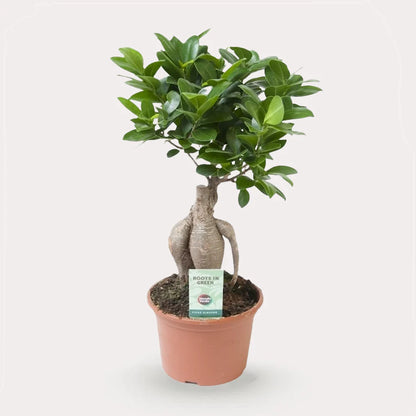 Ficus Microcarpa Ginseng