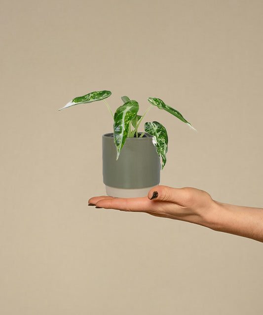 Green Bambino Variegata