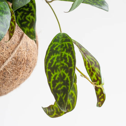 Kokodama Aeschynanthus Marmoratus