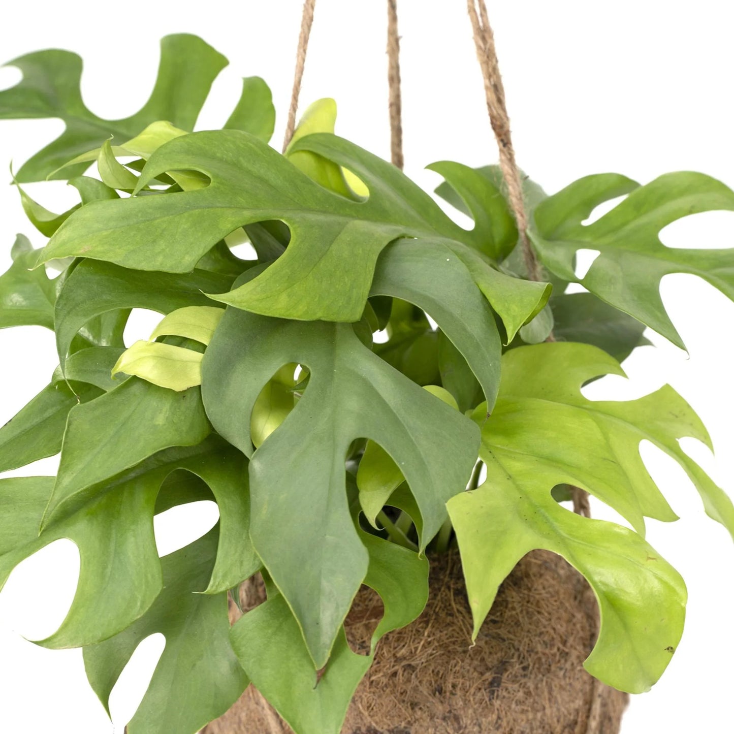 Kokodama Monstera Minima