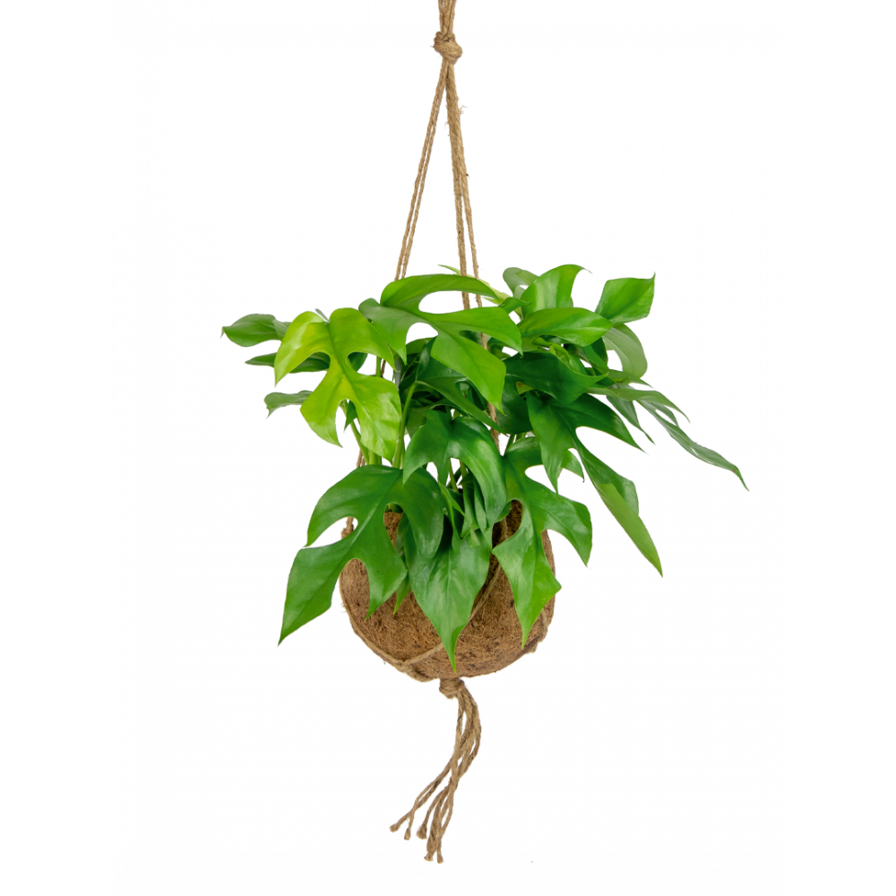 Kokodama Monstera Minima