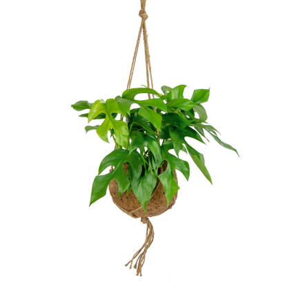 Kokodama Monstera Minima