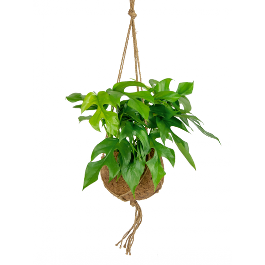 Kokodama Monstera Minima
