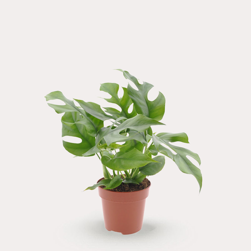 Minima