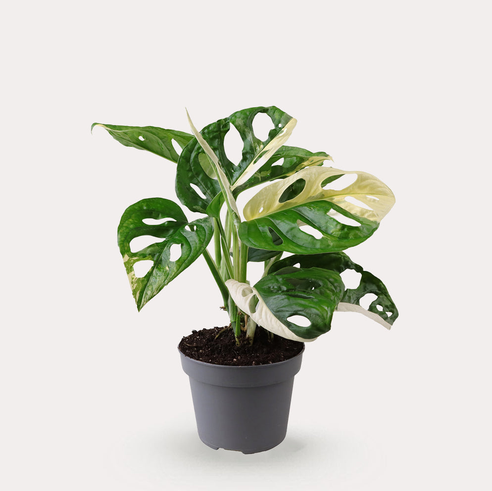 Obliqua Variegata