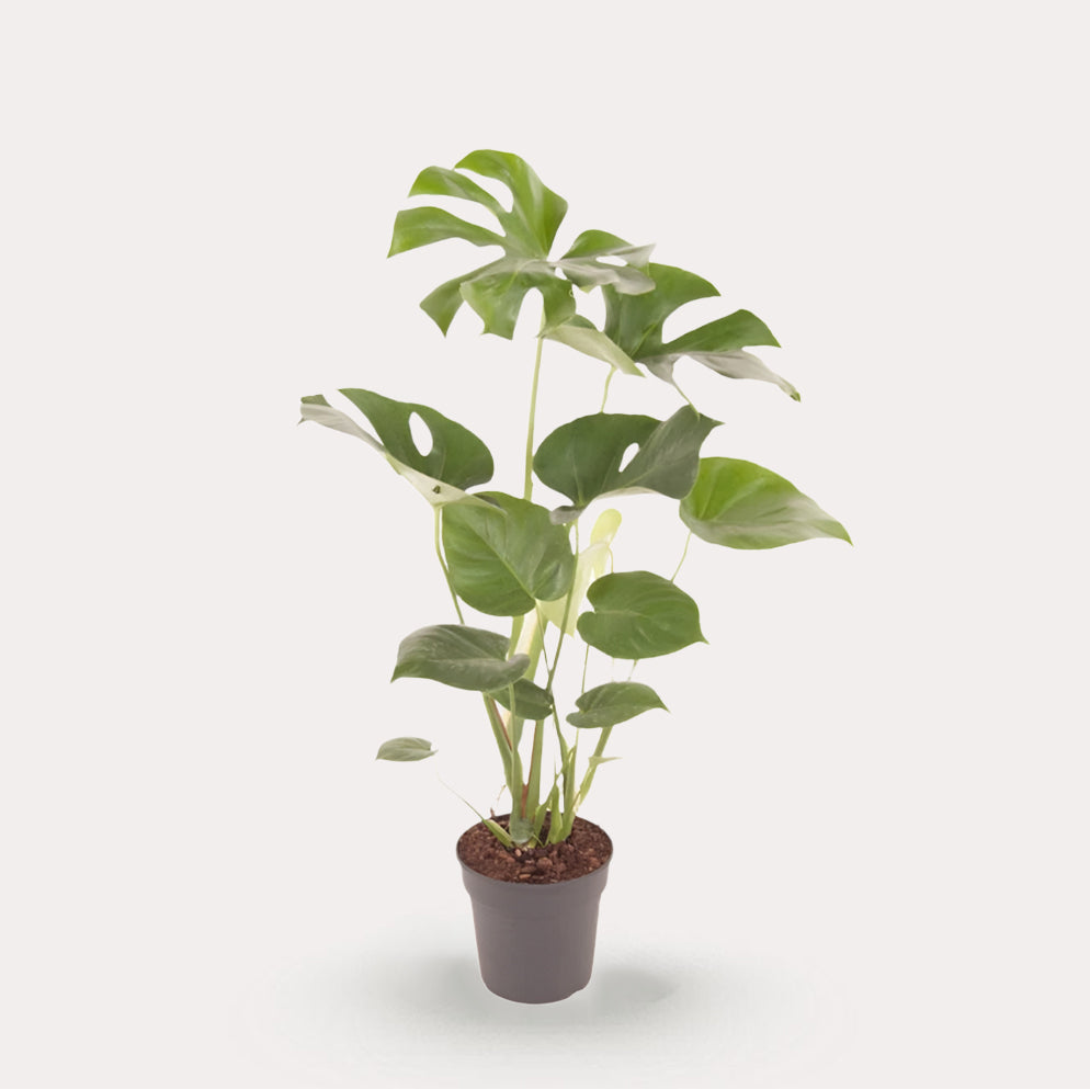 Deliciosa Bush