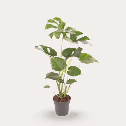 Deliciosa Bush