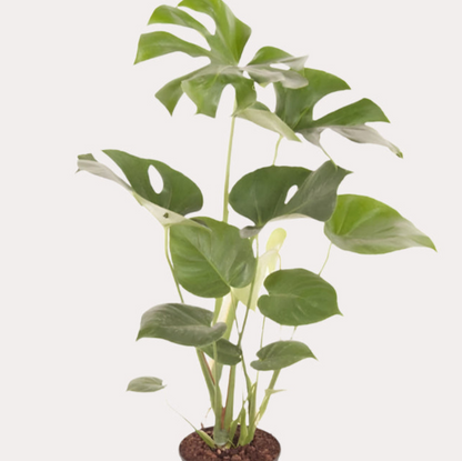 Deliciosa Bush