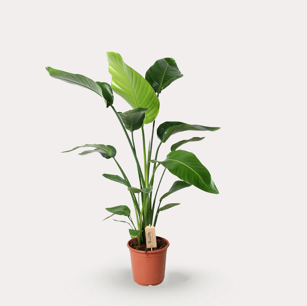 Strelitzia Nicolai