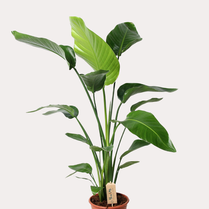 Strelitzia Nicolai