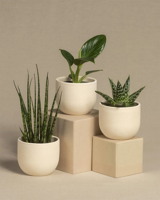 Miniplantjes Verrassingsbox (set van 3)