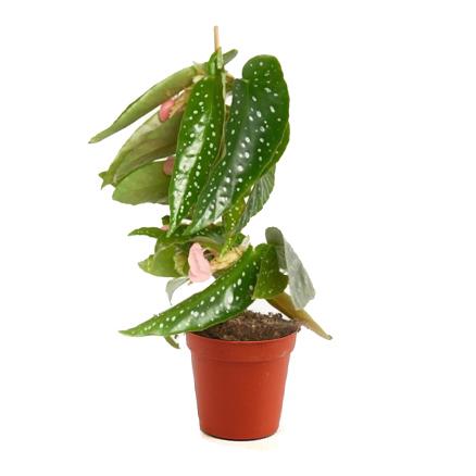 Begonia Albopicta