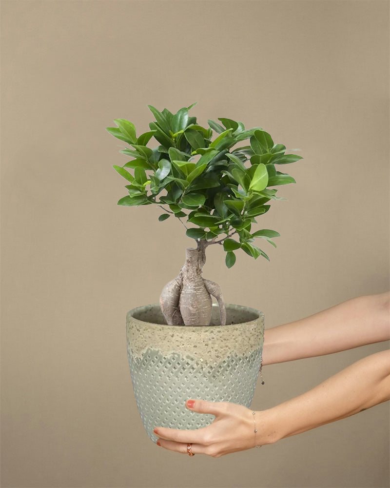 Ficus Microcarpa Ginseng