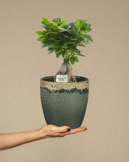 Ficus Microcarpa Ginseng