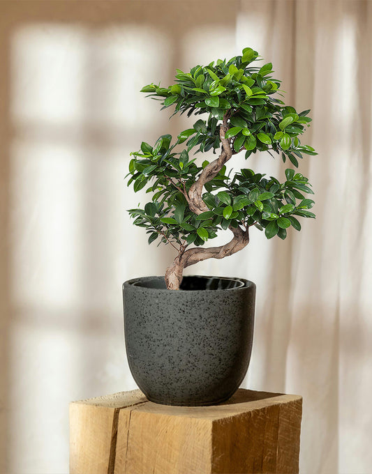 Ficus Microcarpa Ginseng
