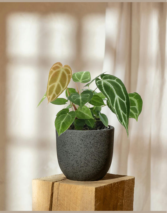 Anthurium Chrystallinum