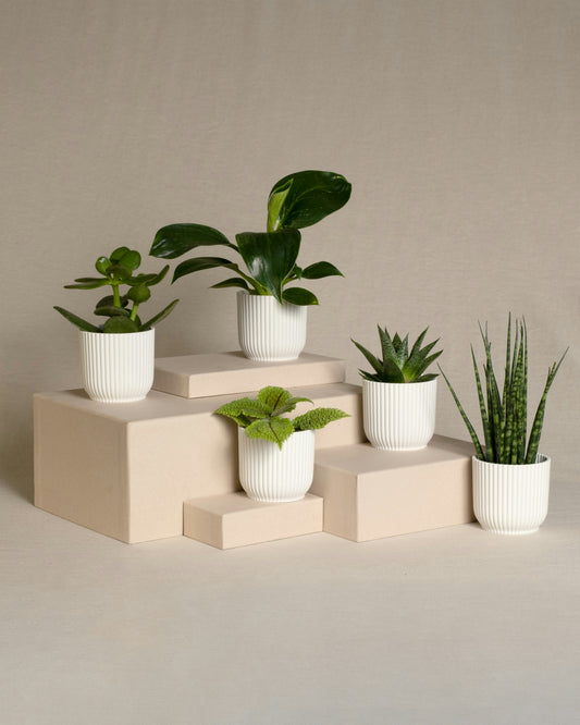 Miniplantjes Verrassingsbox (set van 5)